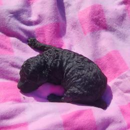 Poodle Puppies from C&K's Poodle Patch