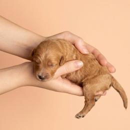 Golden Boy 1 - Apricot male Goldendoodle puppy in Milton, Florida from Sutton Place Doodles