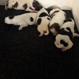 Girl 1 - Black and white female Japanese Chin puppy in Durant, Oklahoma from Chin of Touché