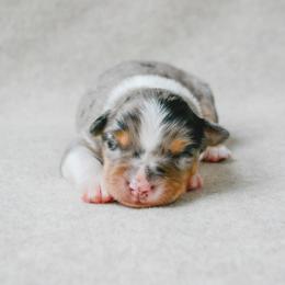 Roper - Blue merle male Australian Shepherd puppy in Aberdeen, North Carolina from Huckleberry Hill Aussies LLC.
