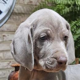 Weimaraner puppies from Mavericks Night Weimaraners