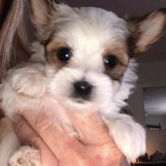 Yorkshire Terriers from Pitter Patter Parti Yorkies