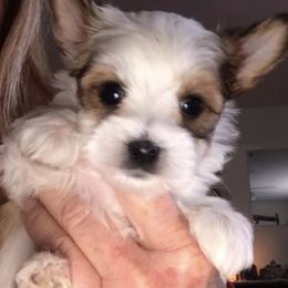 Yorkshire Terriers from Pitter Patter Parti Yorkies