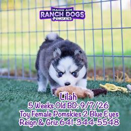 Lilah - Black and white female Pomsky puppy in Humeston, Iowa from M.A.R. Dogs
