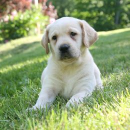 Labrador Retriever Puppies from Hidden Pond Kennel