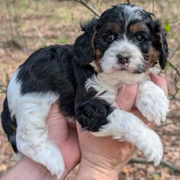 Sophia - Tri-color female Cavapoo puppy in Coshocton, Ohio from Forever Family Puppies