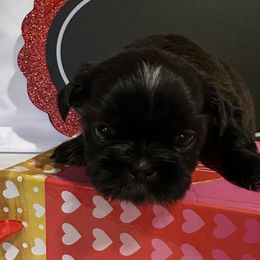 Shih Tzu Puppies from Happy Haven Farm