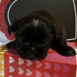Shih Tzu Puppies from Happy Haven Farm