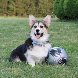 Churchill - Pembroke Welsh Corgi