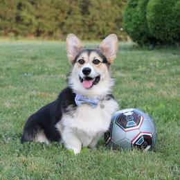 Churchill - Pembroke Welsh Corgi