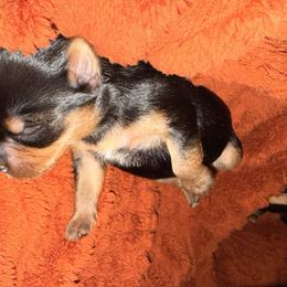 Girl 3 - Black and tan female Yorkshire Terrier puppy in Kissimmee, Florida from The Yorkie House