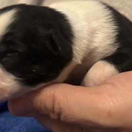Miniature Australian Shepherds from Terri Vaughn