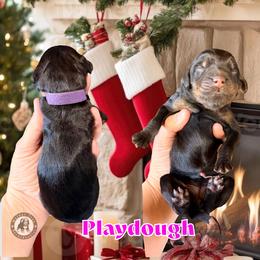 Playdough - Black and white female Bernedoodle puppy in Banner Elk, North Carolina from Walnut Tree Bernedoodles