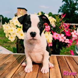 River - Black female American Staffordshire Terrier puppy in Clintwood, Virginia from SkyBlue Kennel