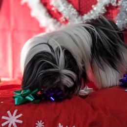 Shih Tzu All Grown Up from Southern Breeze Shihtzus