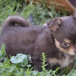 Chihuahua and Japanese Chin Puppies from Gift of Gods Favor