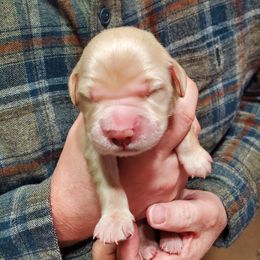 Pick 5 - Golden male Golden Retriever puppy in Sandy, Utah from Golden Meadows of Utah