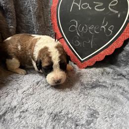 Haze - Brown and white female Saint Berdoodle puppy in Traverse City, Michigan from Bare Paws Saint Berdoodles