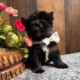 Mighty Mouse - Black and tan male Yorkshire Terrier puppy in Howe, Oklahoma from Ray Holder