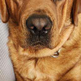 Labrador Retrievers from Heartfelt Love Labradors