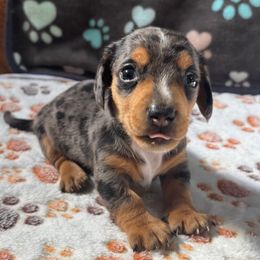 Boy 1 - Dapple male Dachshund puppy in Stilwell, Oklahoma from Ross's Desert Doxies