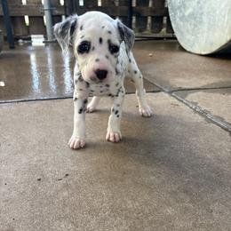 Katia - White and black female Dalmatian puppy in Fort Cavasos, Texas from Mainstreet Dalmation