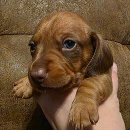 Blue Collar Male - Fawn (isabella) and cream male Dachshund puppy in Otto, North Carolina from Windy Ridge Dachshunds