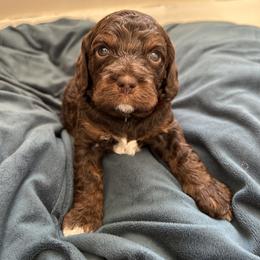 Chase - Brown white and tan male Cockapoo puppy in Egg Harbor City, New Jersey from Grace Given Cockapoos (GGC)