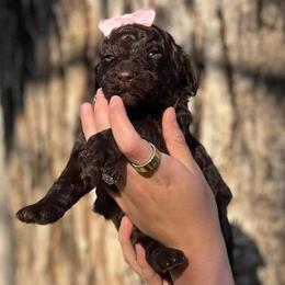 Goldendoodle Puppies from Harrington Doodles