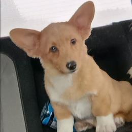 Red merle with blue marbling in eyes - Red merle and white male American Corgi puppy in Pioneer, Michigan from Country Corners Corgis
