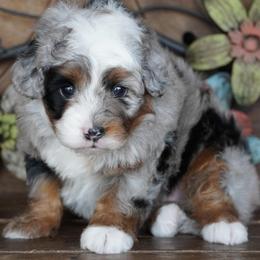 Girl 1 - Blue merle female Aussiedoodle puppy in Lawton, Oklahoma from Lindsey’s Aussies