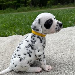 Moan - White and black female Dalmatian puppy in Newfoundland, Pennsylvania from Poconopaws
