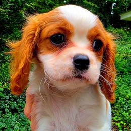 Brigatine - Blenheim female Cavalier King Charles Spaniel puppy in Watsontown, Pennsylvania from Huntsman Cavaliers