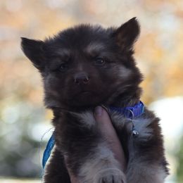 Remington (Blue) - Liver male German Shepherd puppy in Garrett, Indiana from Devil-Dog Shepherds