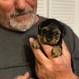Yorkipoo puppies from Lost Coast Poodles and Doodles
