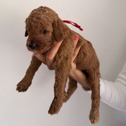 Red - Red  female Goldendoodle puppy in Naples, Florida from Goldendoodles Of Naples