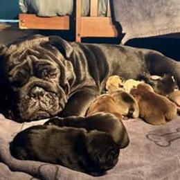 Bulldog Puppies from Bullgodz English Bulldogs