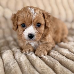 West - Red male Cavapoo puppy in Somerset, Kentucky from Hilltop Doodles KY LLC