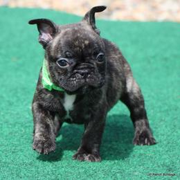 Percy - Brindle male French Bulldog puppy in Winnsboro, Texas from JP Ranch Bulldogs