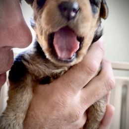 Airedale Terrier Puppies from Mar Vista