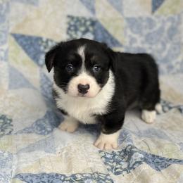 Jett - Black and white male Cardigan Welsh Corgi puppy in Hope, Arkansas from Foxy Knoll Farm