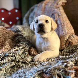 Bow - Yellow male Labrador Retriever puppy in Sweet Home, Oregon from Knotty Creek Labradors