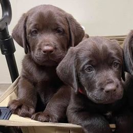 Labrador Retrievers from Hi’ilani Kennels