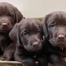 Labrador Retrievers from Hi’ilani Kennels