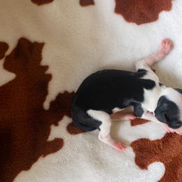 Chinese Crested Puppies from Qilin Chinese Crested