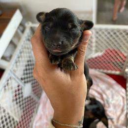 Female 2 - Black and tan female Dachshund puppy in Lincoln, California from Lucky 11 Ranch