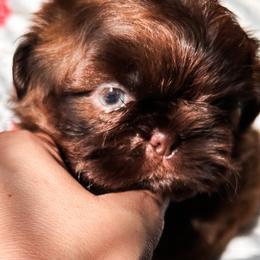 Maestro he's 2500 - Liver male Shih Tzu puppy in Kempner, Texas from Shih Tzu Reign
