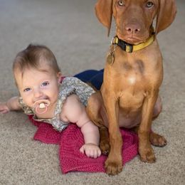 Vizsla Puppies from High Trail Connection