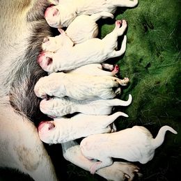 Labrador Retriever Puppies from Frost Creek Ranch