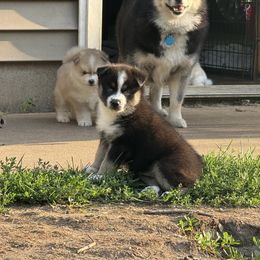 Cali - Tri-color female Pomsky puppy in Doon, Iowa from Luxury Pomsky